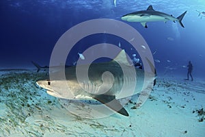 Tiger Shark