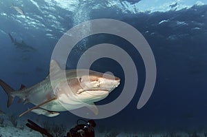 Tiger Shark