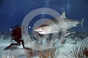 Tiger Shark