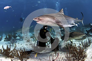 Tiger Shark