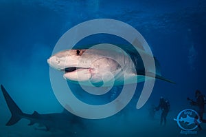 Tiger Shark