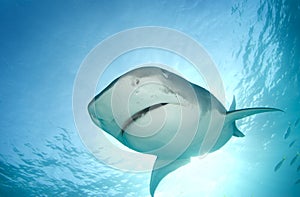 Tiger Shark from Above