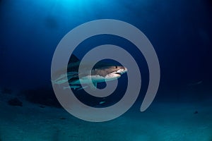 Tiger shark Bahamas