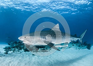 Tiger shark at the Bahamas