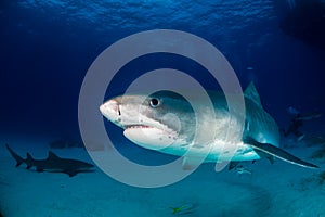 Tiger shark Bahamas