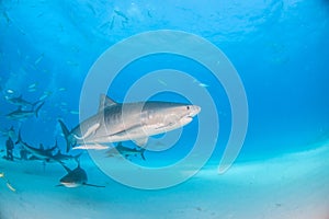 Tiger shark and caribbean reef sharks at Tigerbeach, Bahamas