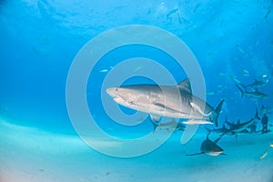 Tiger shark and caribbean reef sharks at Tigerbeach, Bahamas