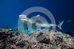 Tiger Shark close up in ocean. Diving with sharks in Bahamas