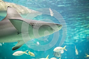 Tiger Shark Closeup