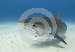 Tiger Shark Closeup Profile