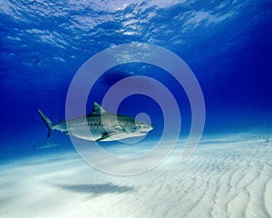 A Tiger Shark Cruises in the Shallow Water While Under a Dive Boat in the Bahamas