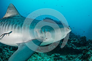 Tiger Shark Cruising in Pacific Ocean