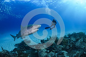 Tiger Shark and Diver in Bahamas