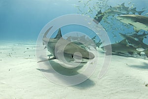 Tiger Shark with Feeding Lemons