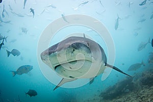 Tiger Shark - Galeocerdo cuvier, in the Maldives