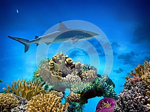 Tiger Shark (Galeocerdo cuvier) swimming over the reef