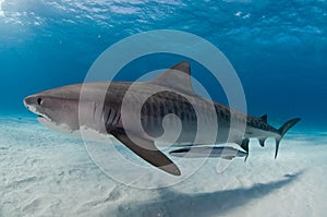 A tiger shark gliding gracefully past accompanied by a remora fish