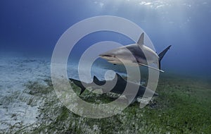 Tiger Shark Grand Bahama, Bahamas