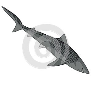 Tiger Shark illustration on white