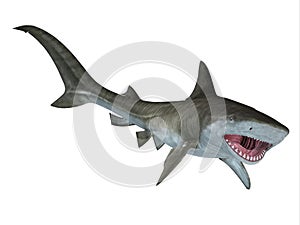 Tiger Shark Jaws