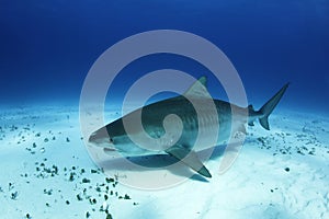 Tiger Shark over Seabed