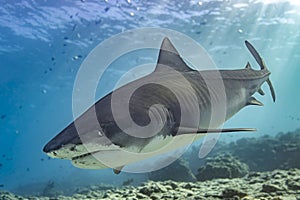 Tiger shark side towards camera