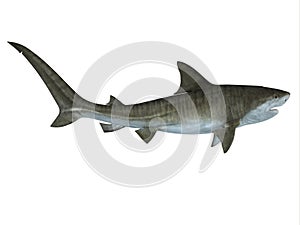 Tiger Shark Side View