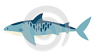 Tiger shark side view.