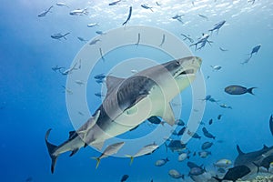 Tiger shark surrounded by fish