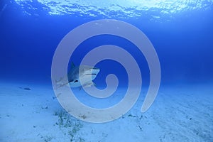 Tiger Shark Swimming Alone over Sandy Ocean Bottom