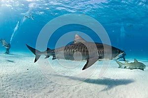 A tiger shark swimming alongside divers