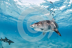 A tiger shark swimming in clear photo