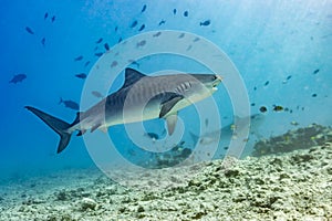 Tiger Shark Swimming in Fuvahmulah Waters