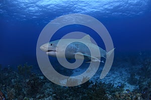 Tiger Shark Swimming over Coral Reefs in Bahamas