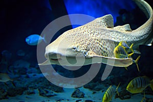 Tiger shark swimming underwater