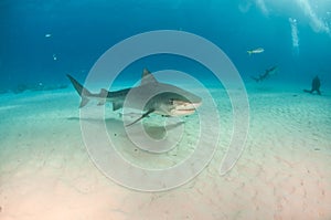 Tiger shark at Tigerbeach, Bahamas