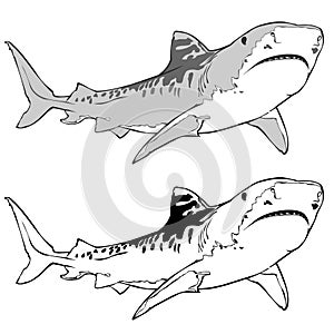 Tiger Shark Vector Illustration