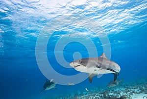 Tiger sharks, Caribbean sea, Bahamas.