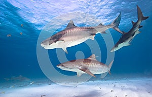 Tiger sharks, Caribbean sea, Bahamas.