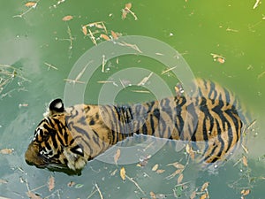 Tiger, Shot from Above View