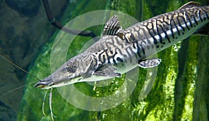 Tiger shovelnose catfish 1