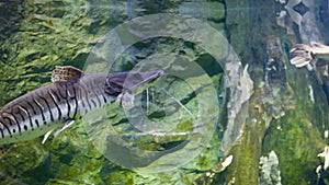 Tiger shovelnose catfish in the pond