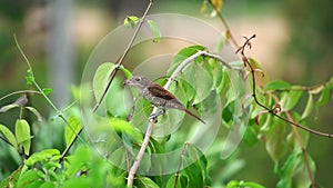 Tiger Shrike Bird or Thick-Billed Shrike Lanius tigrinus Eating Fly