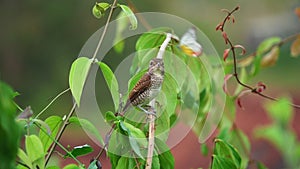 Tiger Shrike Bird or Thick-Billed Shrike Lanius tigrinus Sitting on Tree Branch