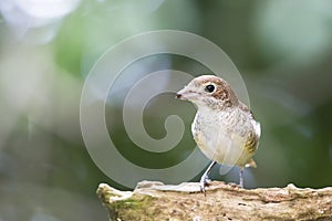Tiger Shrike in a blurred background