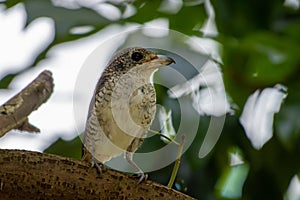 Tiger shrike or thick-billed shrike (Lanius tigrinus) close up in Singapore