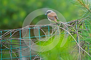 Tiger Shrike