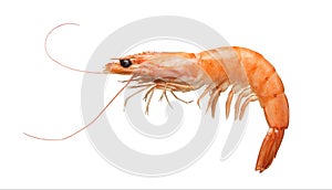 Tiger shrimp isolated on white