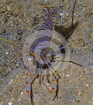 Tiger shrimp