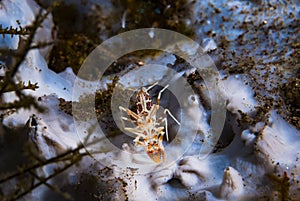 Tiger Shrimp Phyllognathia ceratophthalmus